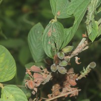 Flemingia macrophylla (Willd.) Kuntze ex Merr.